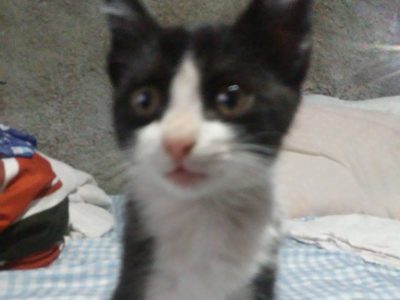 Luna (Adoção Urgente)