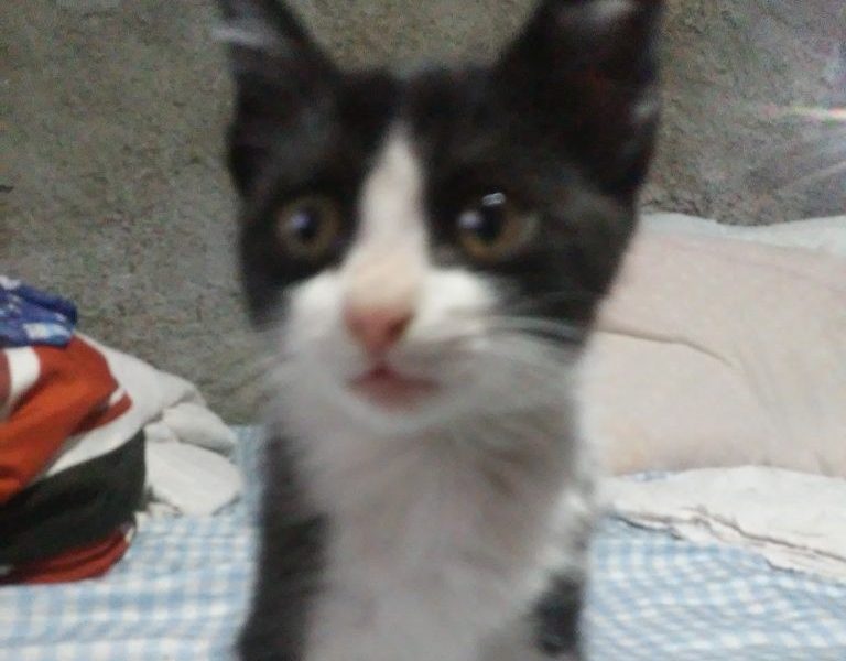 Luna (Adoção Urgente)