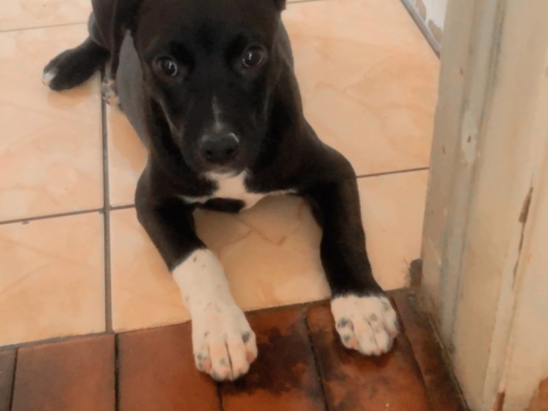 Zaira (Adoção Urgente)