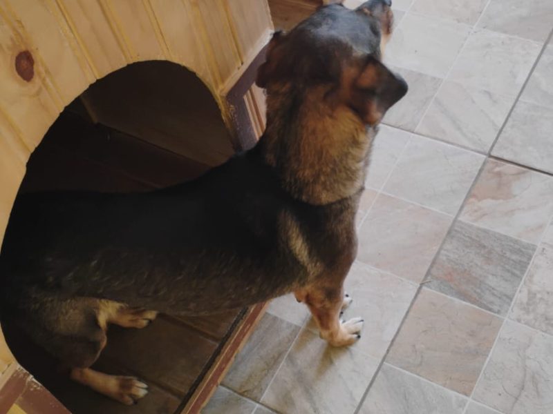 Nina (Adoção Urgente)