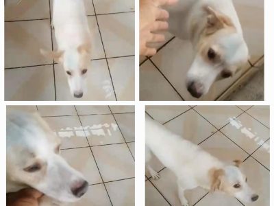 Max (Adoção Urgente)