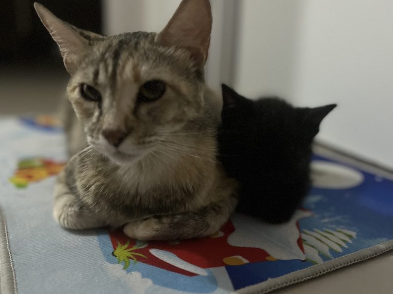 Lilica (Adoção Urgente)