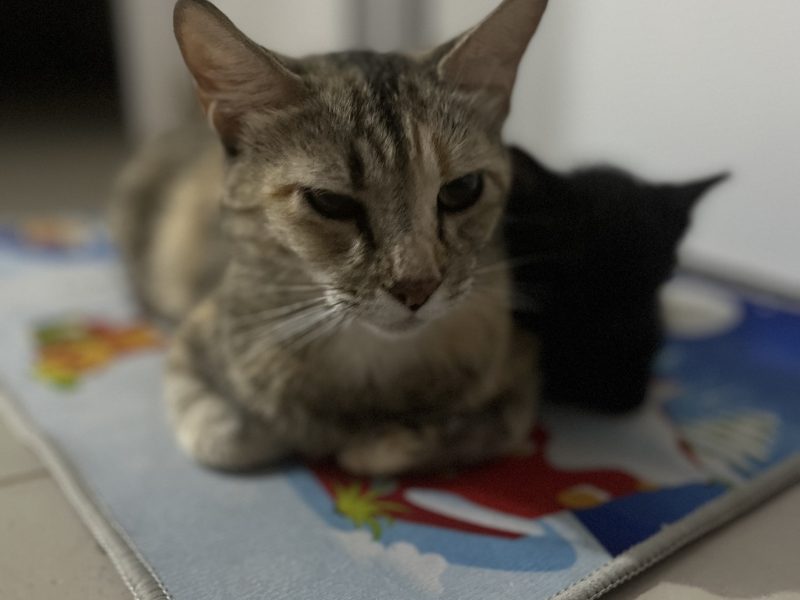 Lilica (Adoção Urgente)