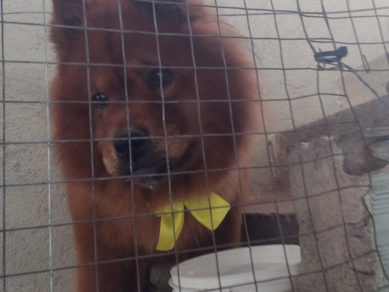 Chow-chow (Adoção Urgente)