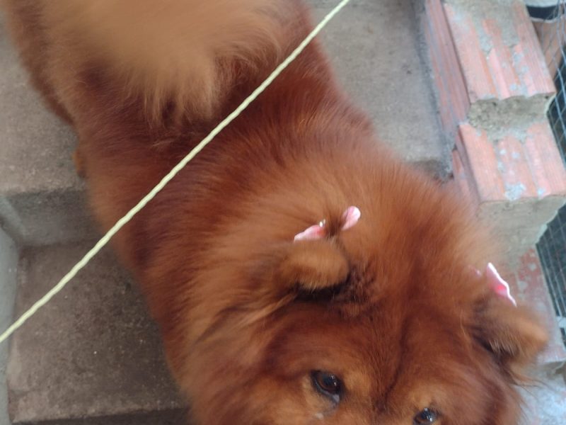 Chow-chow (Adoção Urgente)