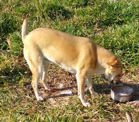 3 Cães (Adoção Urgente)