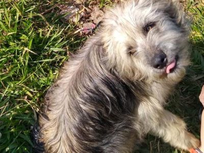3 Cães (Adoção Urgente)