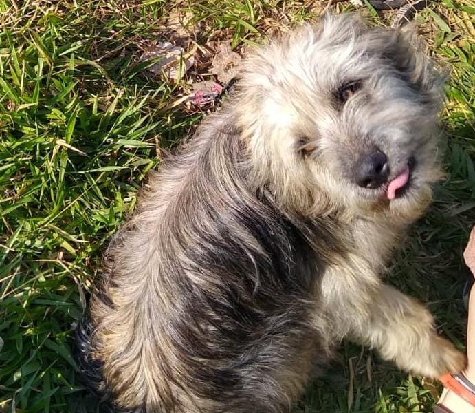3 Cães (Adoção Urgente)