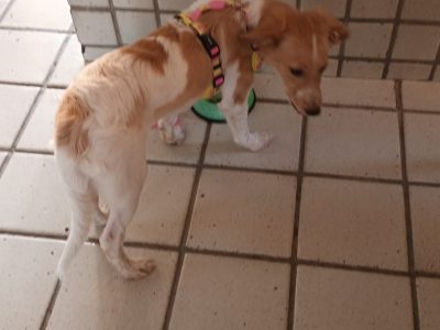 Fêmea (Adoção Urgente)