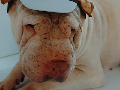 2 Cães (Adoção Urgente)