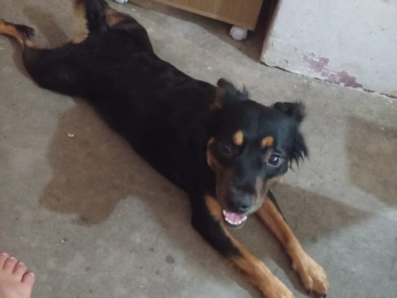 2 Cães (Adoção Urgente)