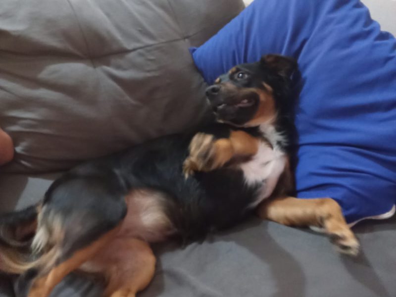 2 Cães (Adoção Urgente)