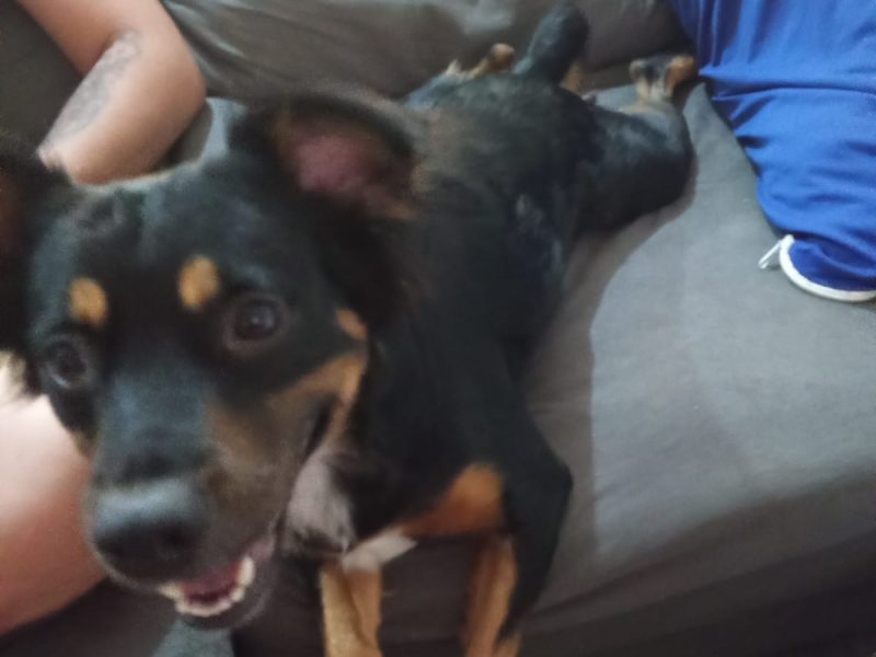 2 Cães (Adoção Urgente)