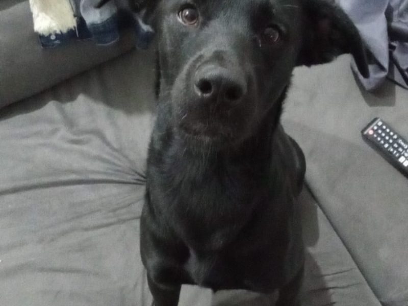 2 Cães (Adoção Urgente)