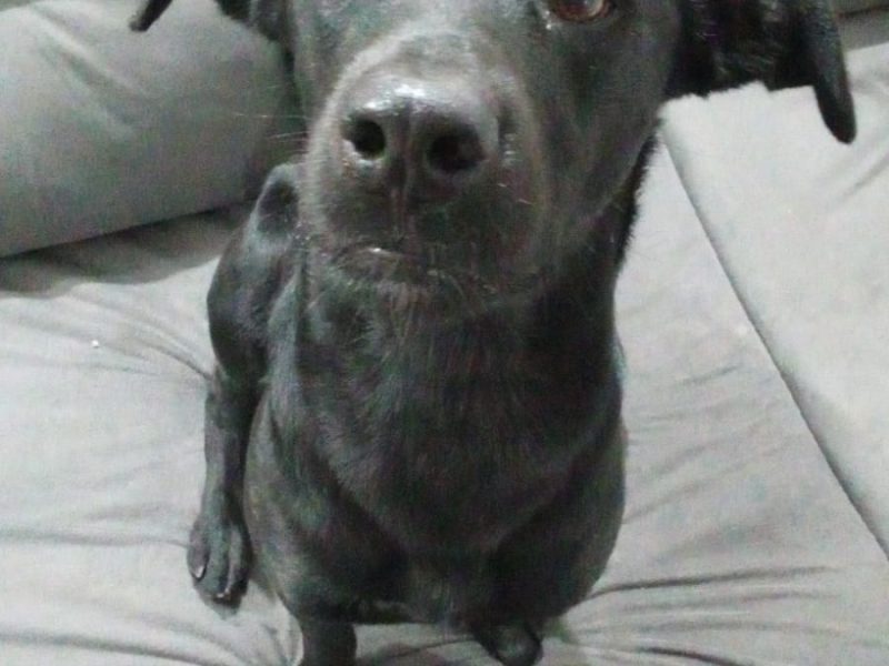 2 Cães (Adoção Urgente)