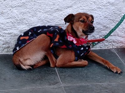 Laika (Adoção Urgente)