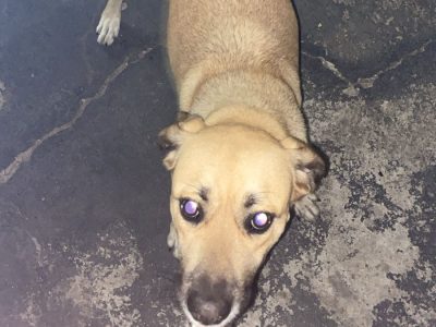 Porte G (Adoção Urgente)