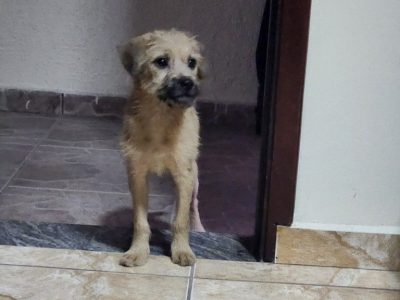 Loki (Adoção Urgente)