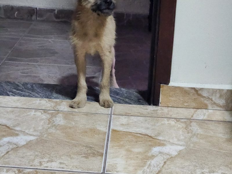 Loki (Adoção Urgente)