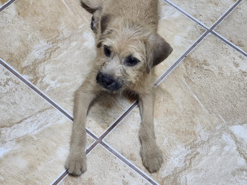 Loki (Adoção Urgente)