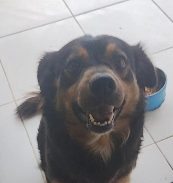 Mili (Adoção Urgente)