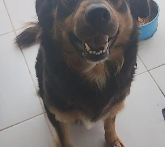 Mili (Adoção Urgente)