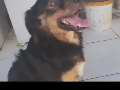 Mili (Adoção Urgente)