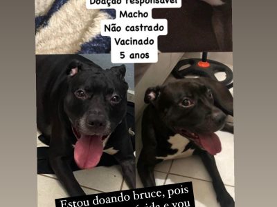 Bruce (Adoção Urgente)