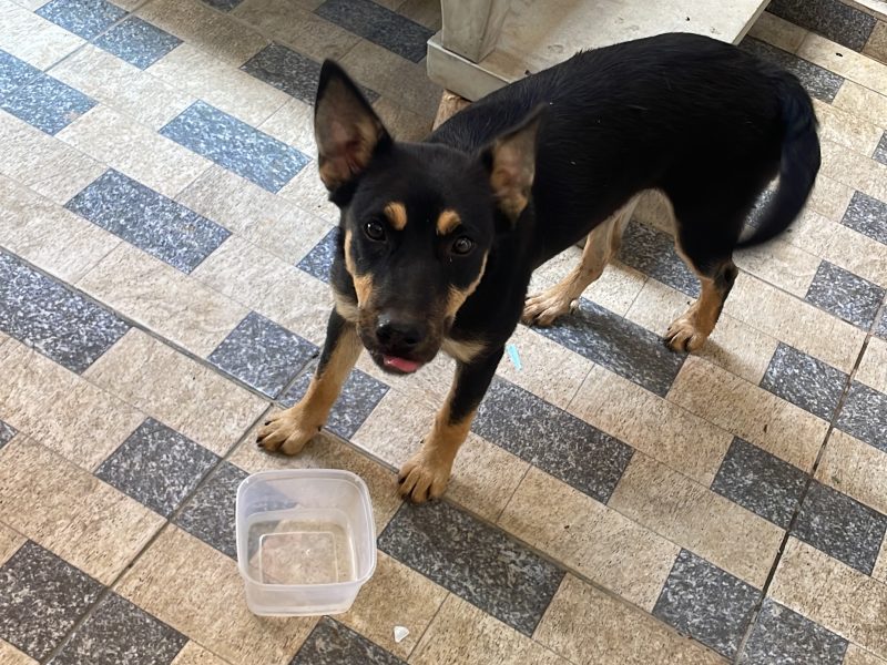 Mia (Adoção Urgente)