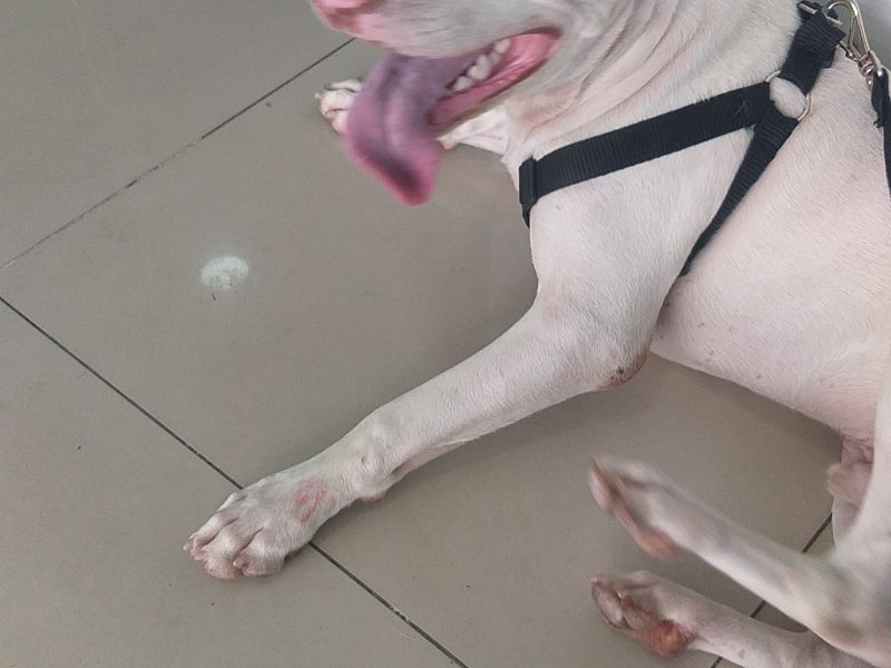 Pitbull (Adoção Urgente)