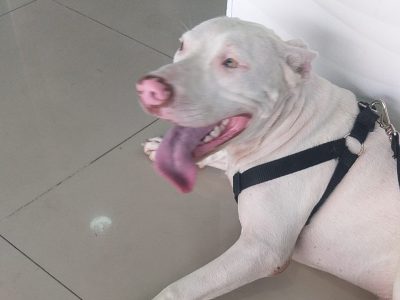 Pitbull (Adoção Urgente)