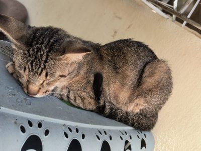 2 Gatos (Adoção Urgente)