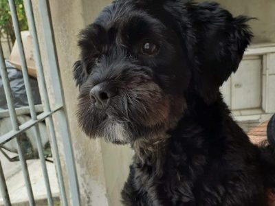 2 Cães (Adoção Urgente)