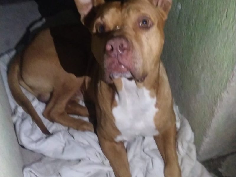 Pitbull Mestiço (Adoção Urgente)