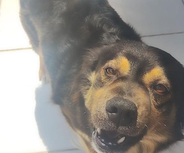 Mili (Adoção Urgente)