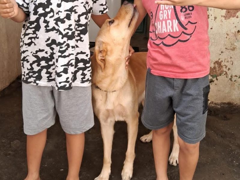 Labrador (Adoção Urgente)
