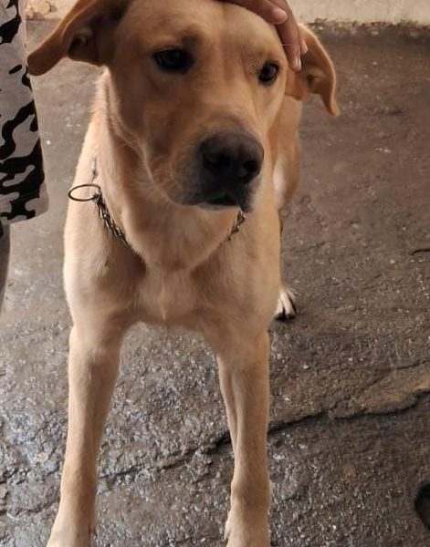 Labrador (Adoção Urgente)