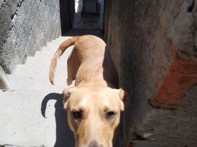 Debora (Adoção Urgente)