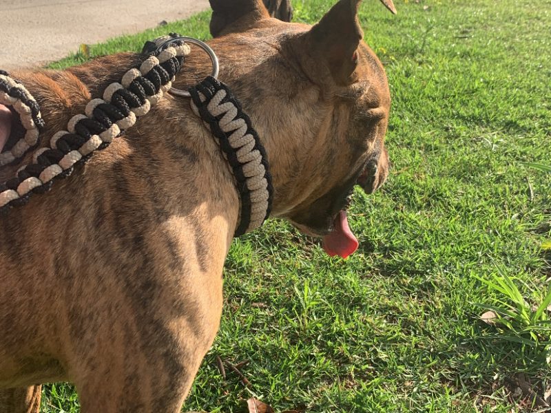 Bruce (Adoção Urgente)