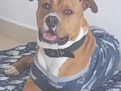 Zeus (Adoção Urgente)