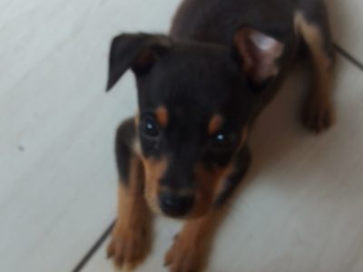 Ali (Adoção Urgente)