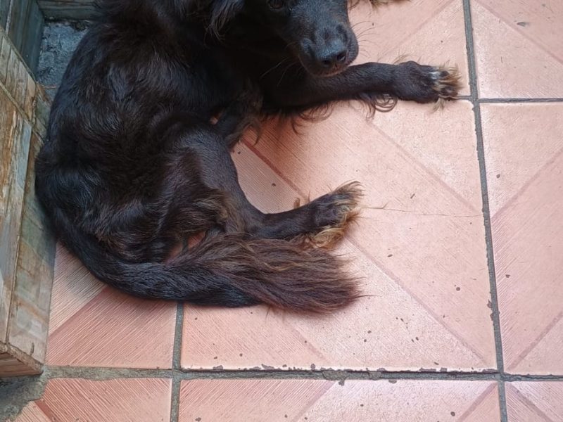2 Cães (Adoção Urgente)