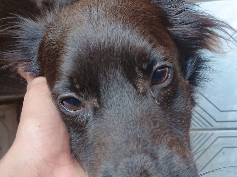 2 Cães (Adoção Urgente)