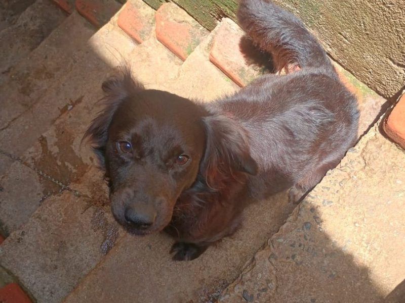 2 Cães (Adoção Urgente)