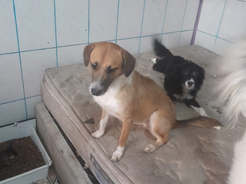 2 Cães (Adoção Urgente)