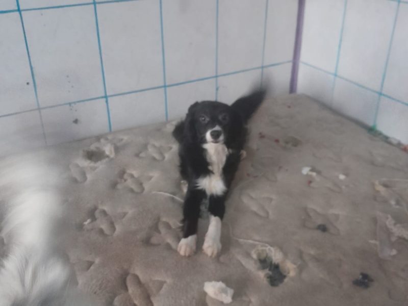 2 Cães (Adoção Urgente)