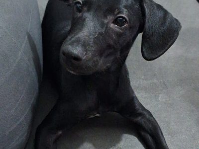 Polo (Adoção Urgente)
