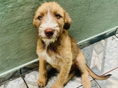 Brutos (Adoção Urgente)