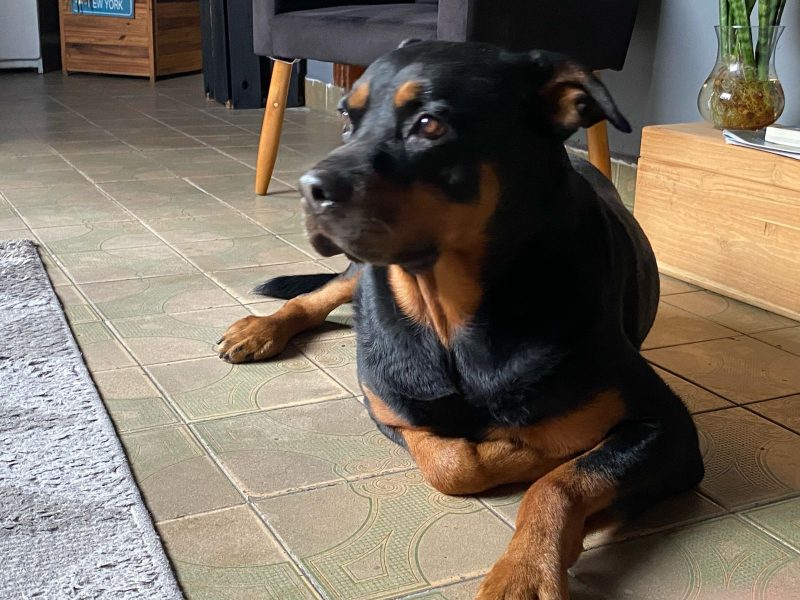 BUD (Adoção Urgente)