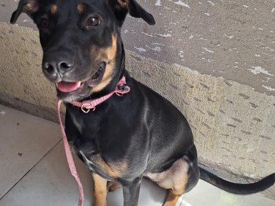 Luna (Adoção Urgente)